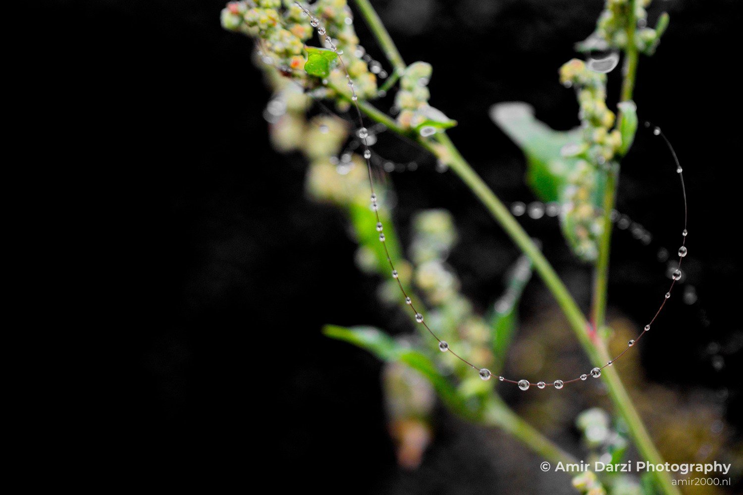 Rain Drops macro nature Landscape in Macro Photography Photo 19