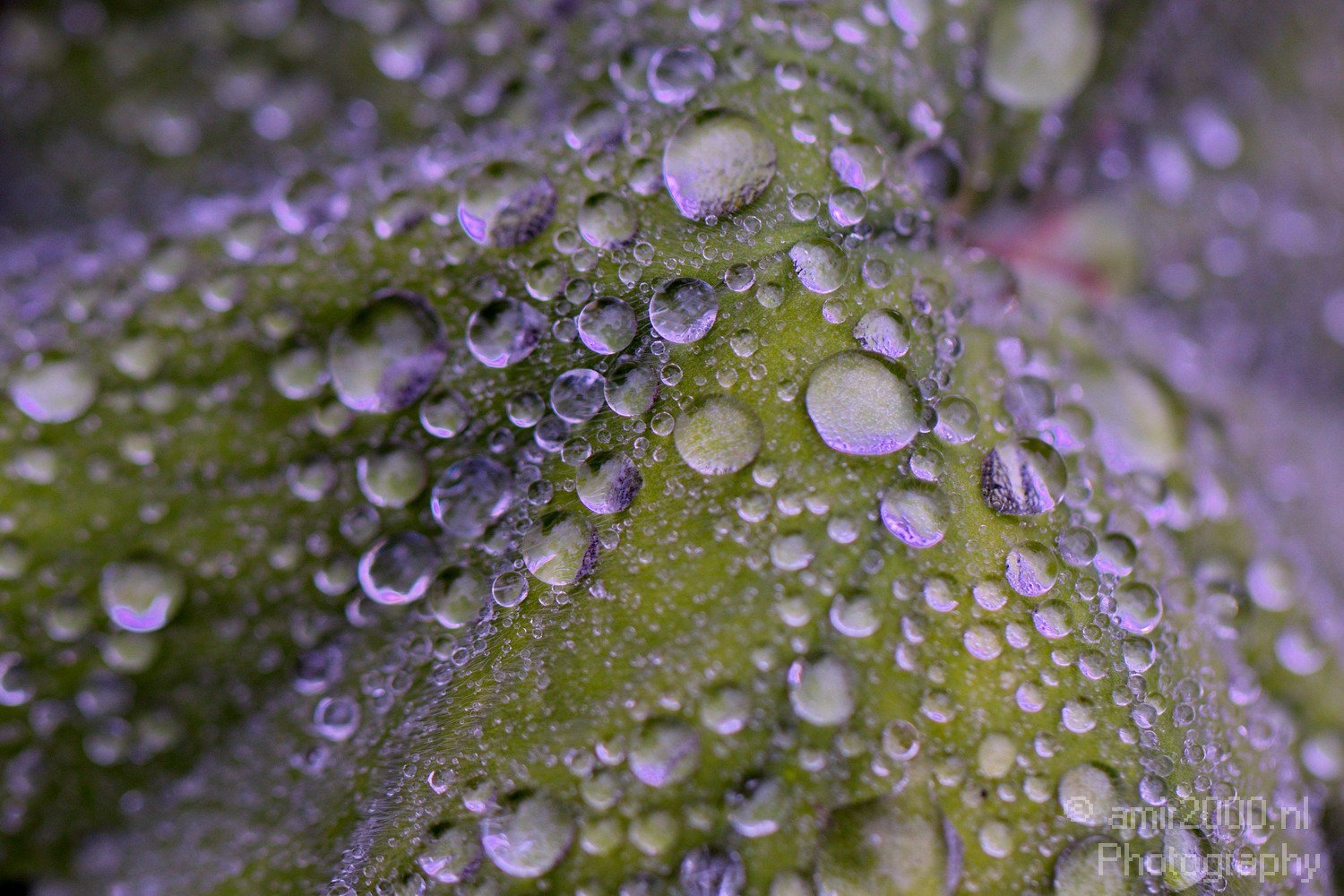 Rain drops macro Nature Landscape in Macro Photography Photo 1