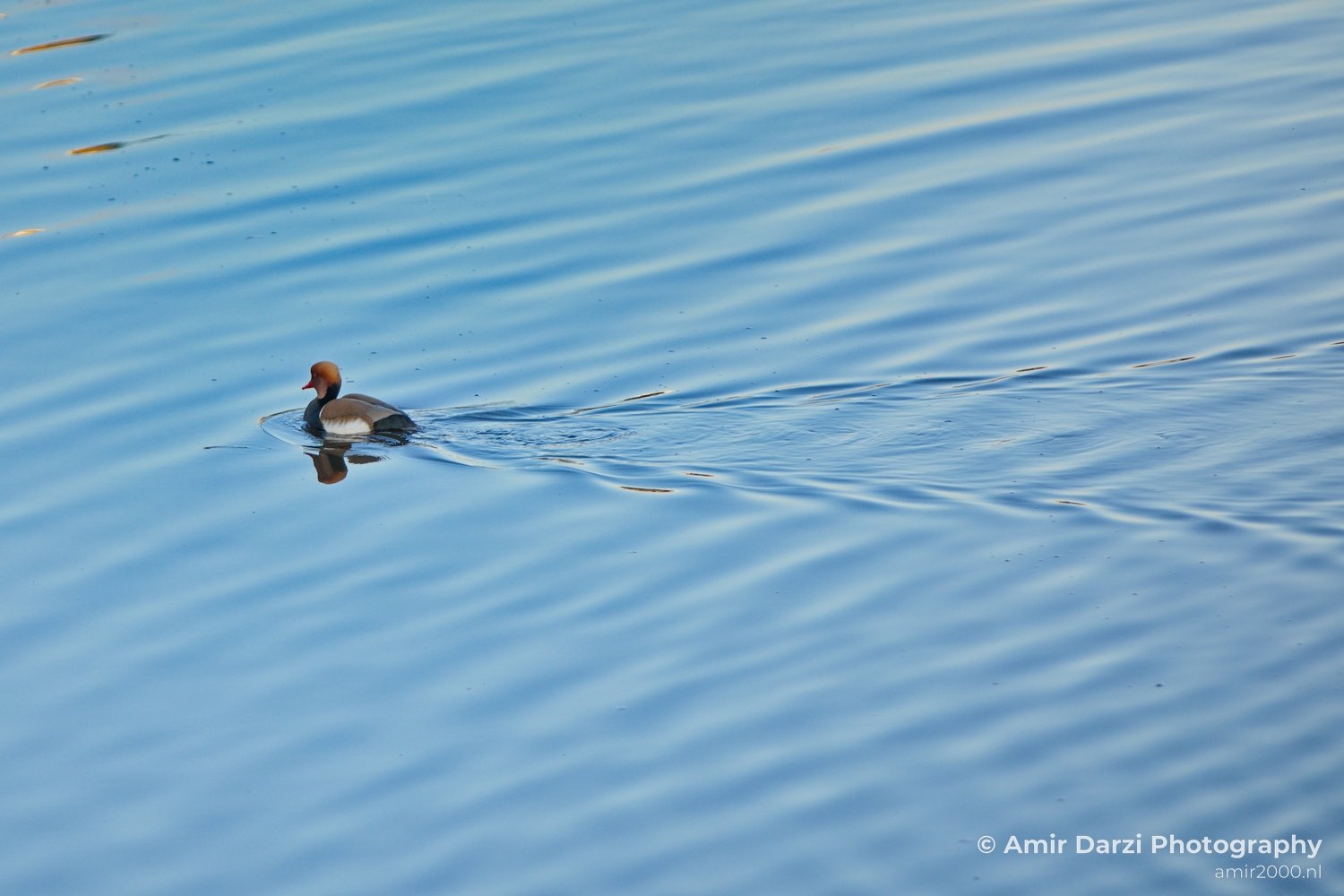 Red Crested pochard ducks nature Landscape in Birds Photography Photo 1