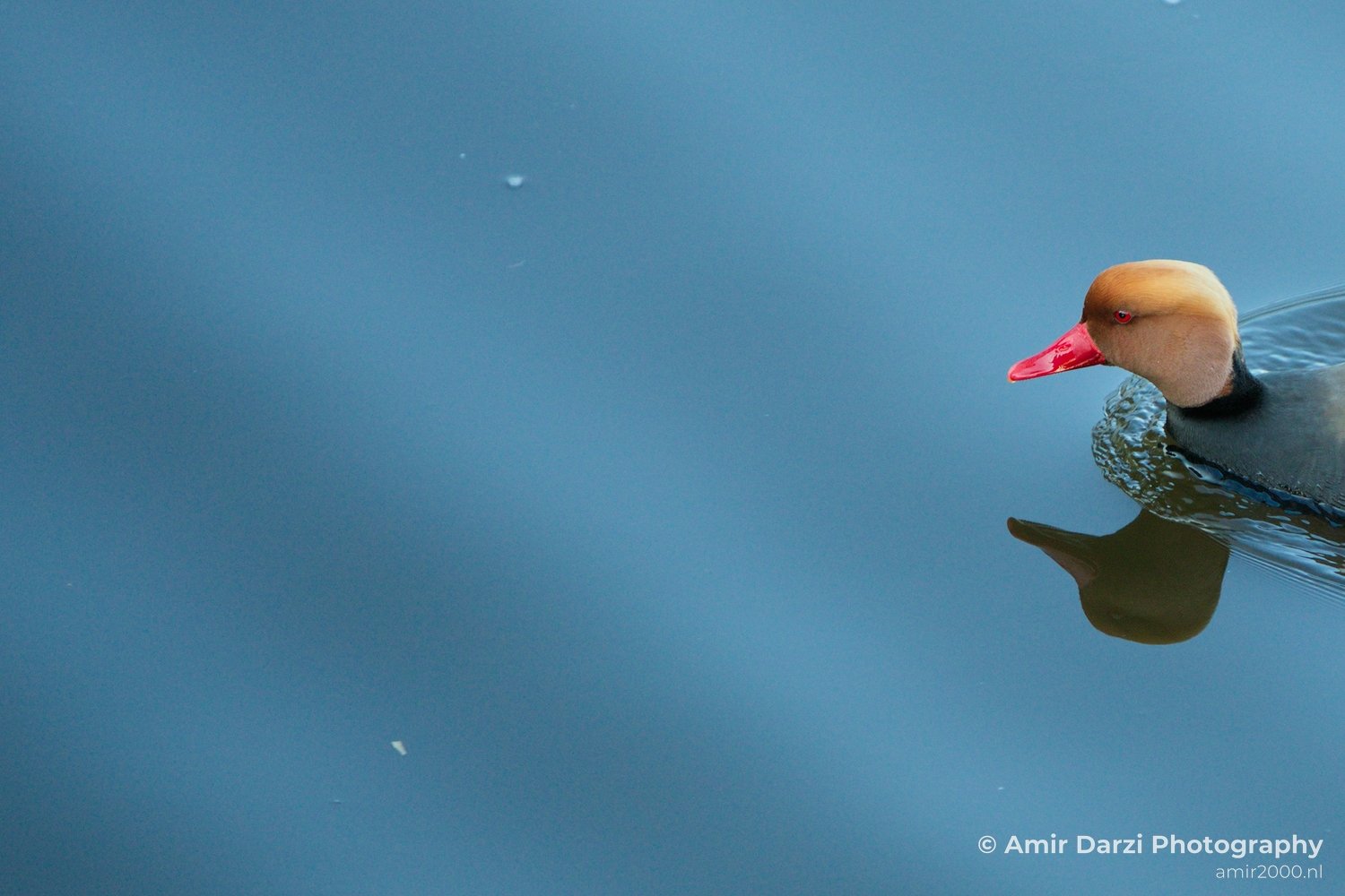 Red Crested pochard ducks nature Landscape in Birds Photography Photo 3