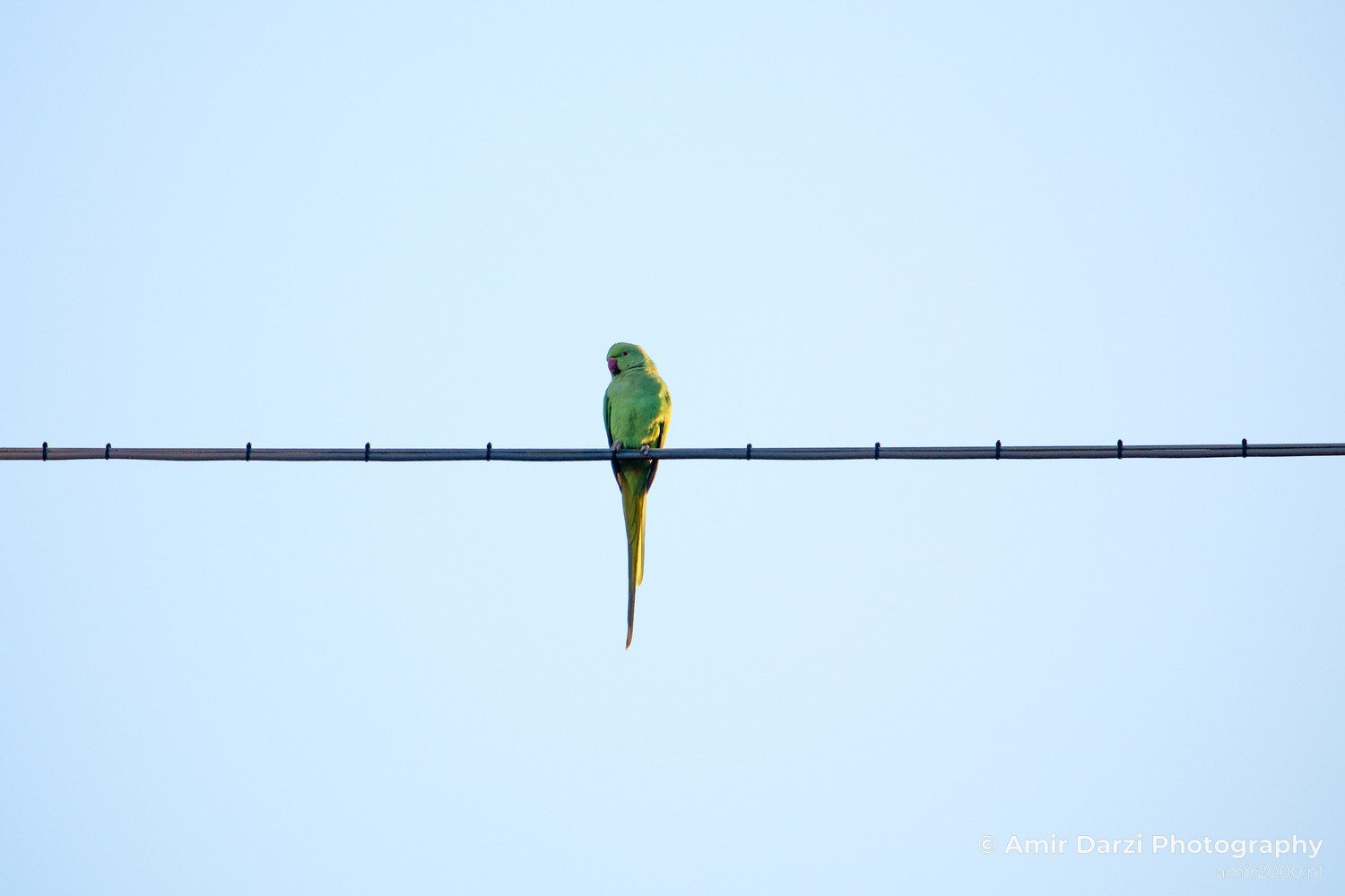 Rose Ringed parakeet Birds in Birds Photography from nature series Photo 15