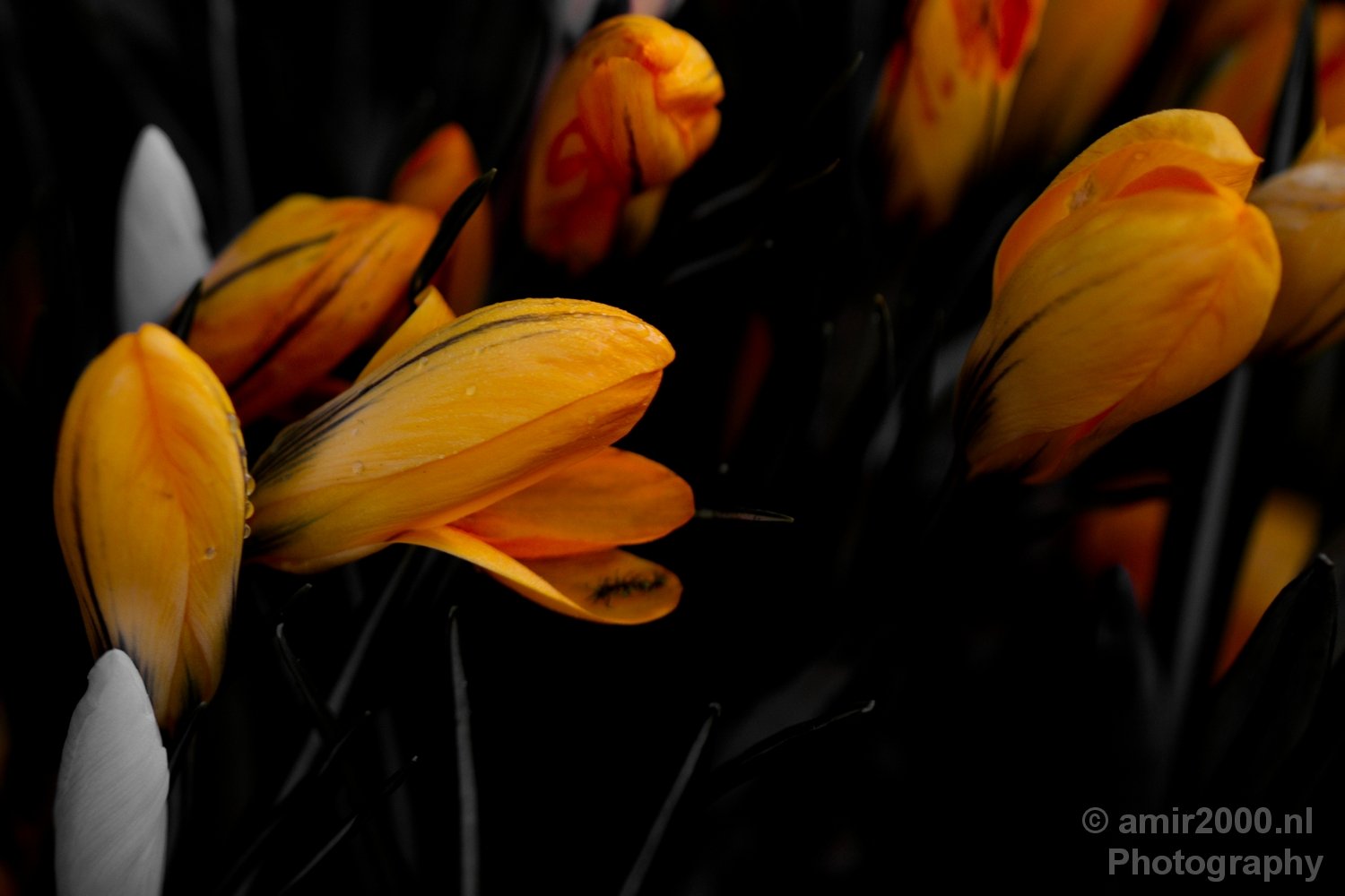 Signs of spring Amsterdam nature Netherlands Landscape in Amsterdam Netherlands Photo 14