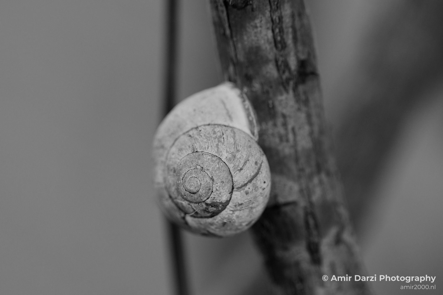Snail nature BW macro Landscape in Macro Photography