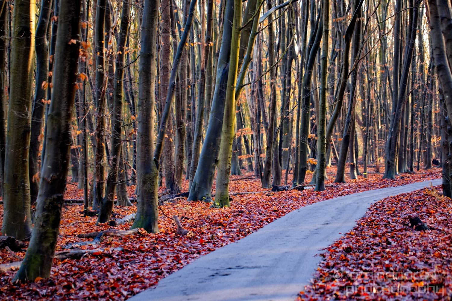 Spaarnwoude North Holland landscape Nederland Winter scenery in Noord-Holland Netherlands from nature series Photo 8