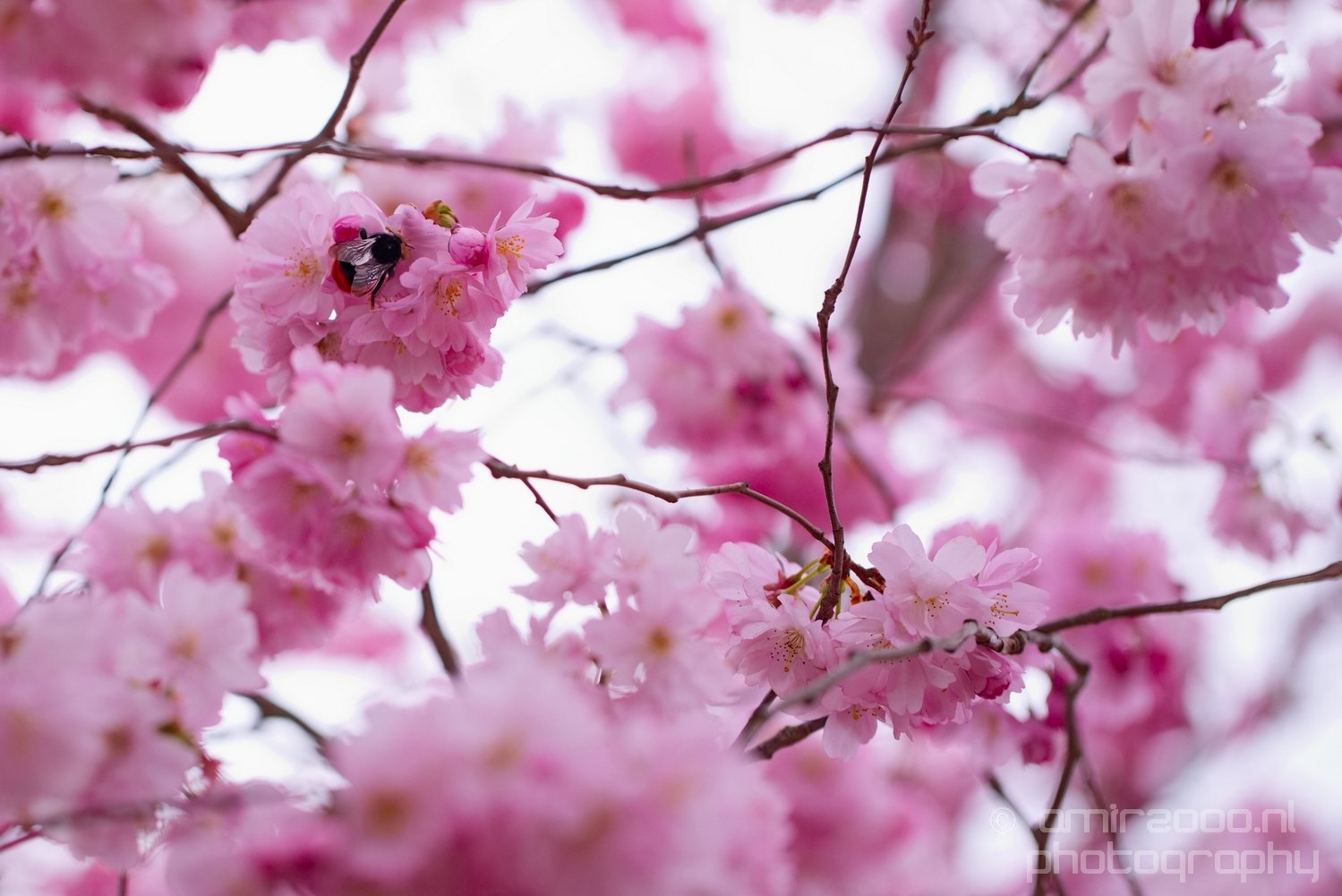 Spring nature blooming Amsterdam Netherlands Landscape Photo 18