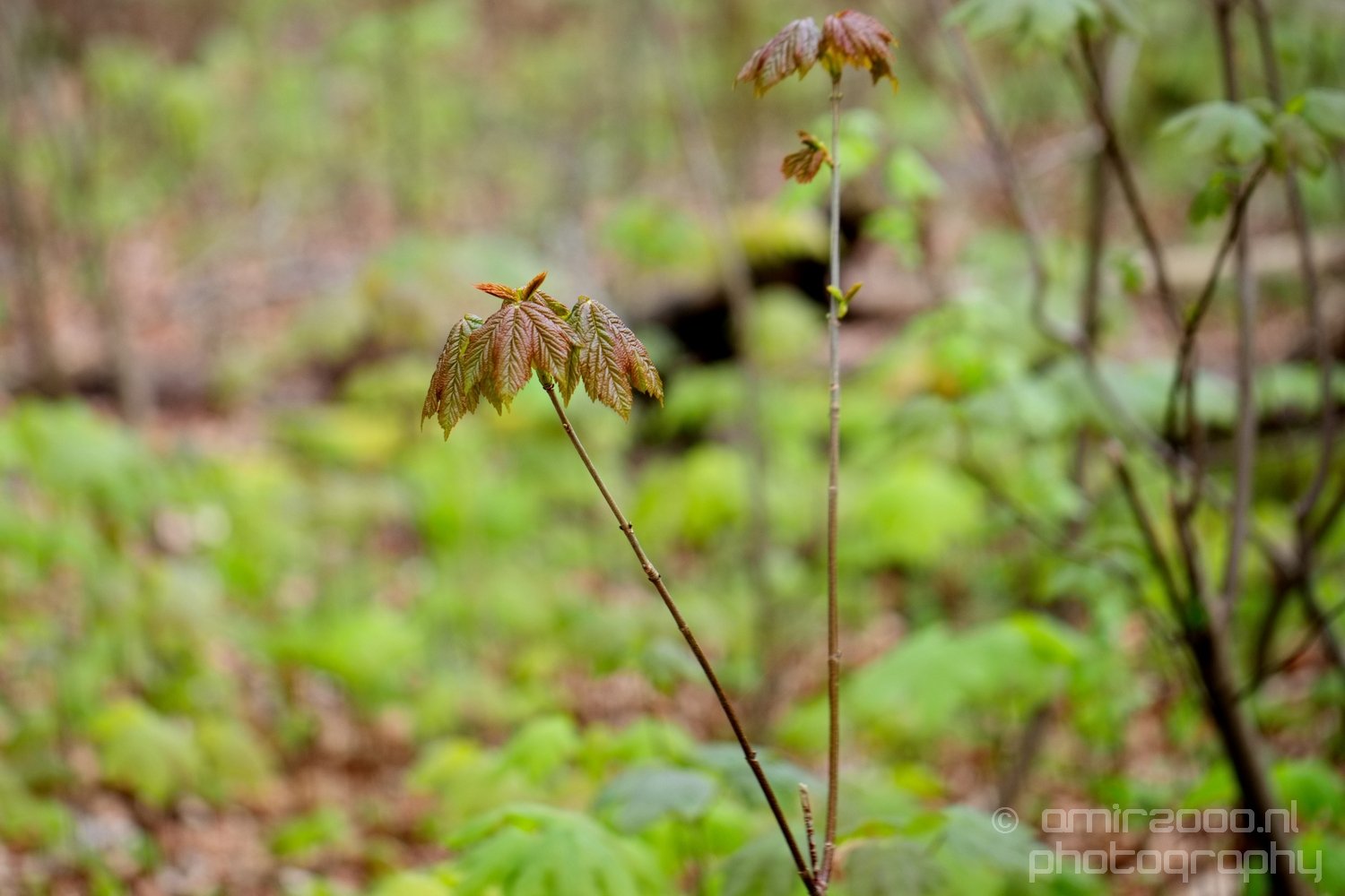 Spring nature blooming Amsterdam Netherlands Landscape Photo 22