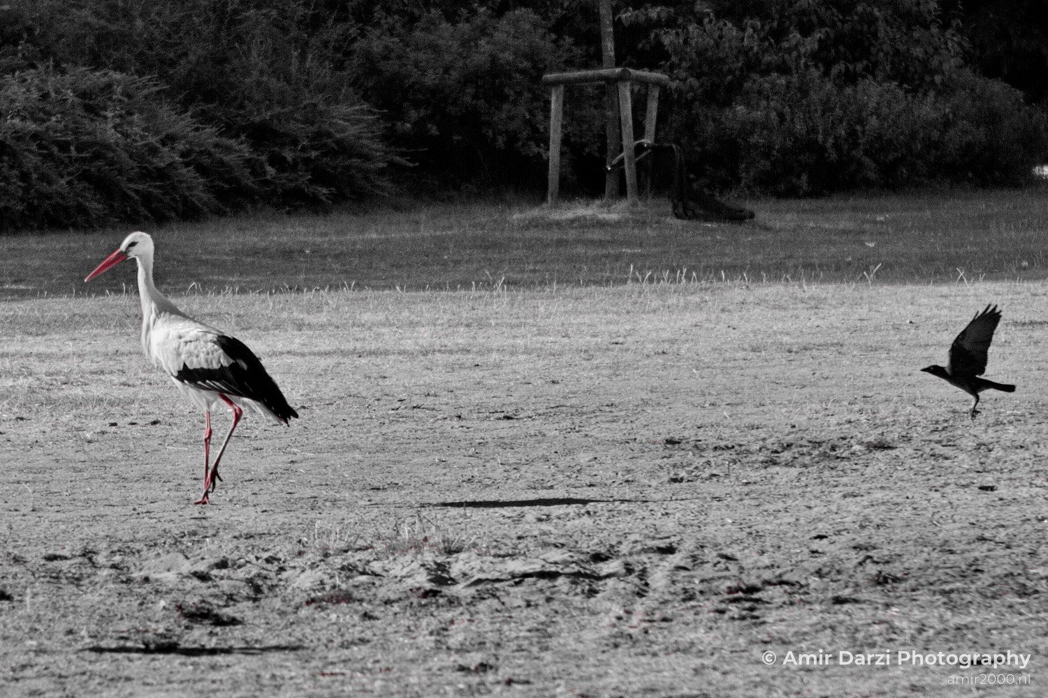 White Stork and Crow nature Birds in Birds Photography
