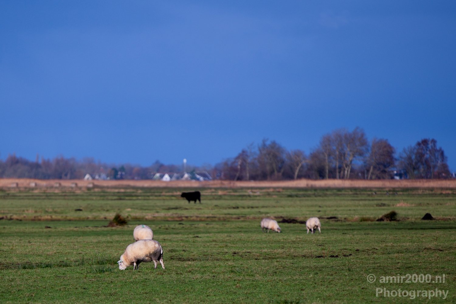 Winter scenery north holland landscape nederland in Nature Landscape Netherlands Photo 107
