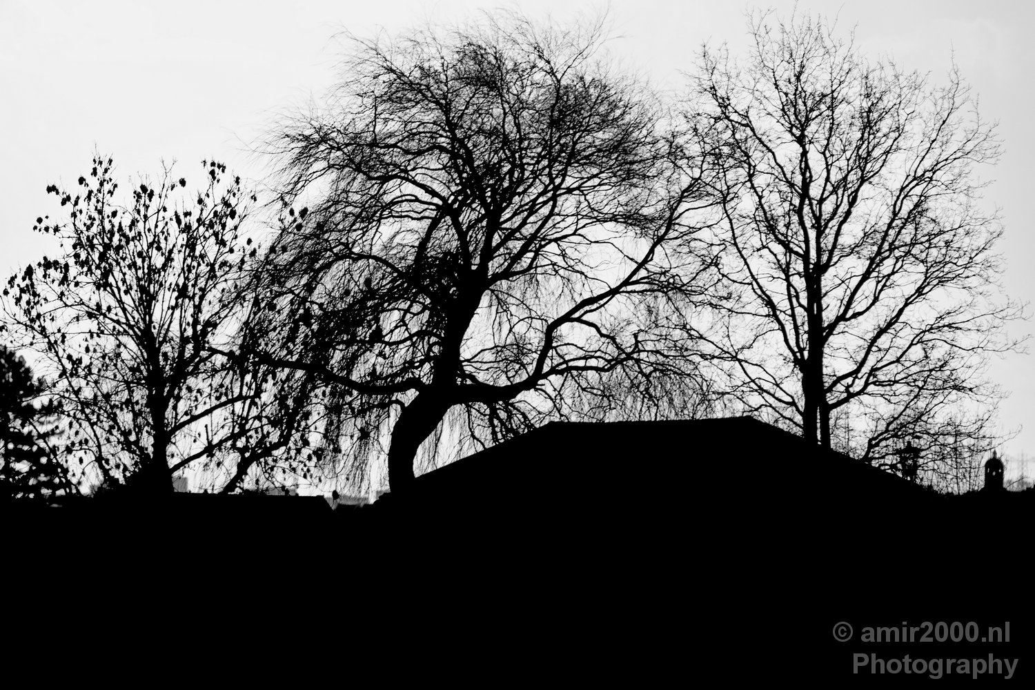 Winter scenery north holland landscape nederland in Nature Landscape Netherlands Photo 280