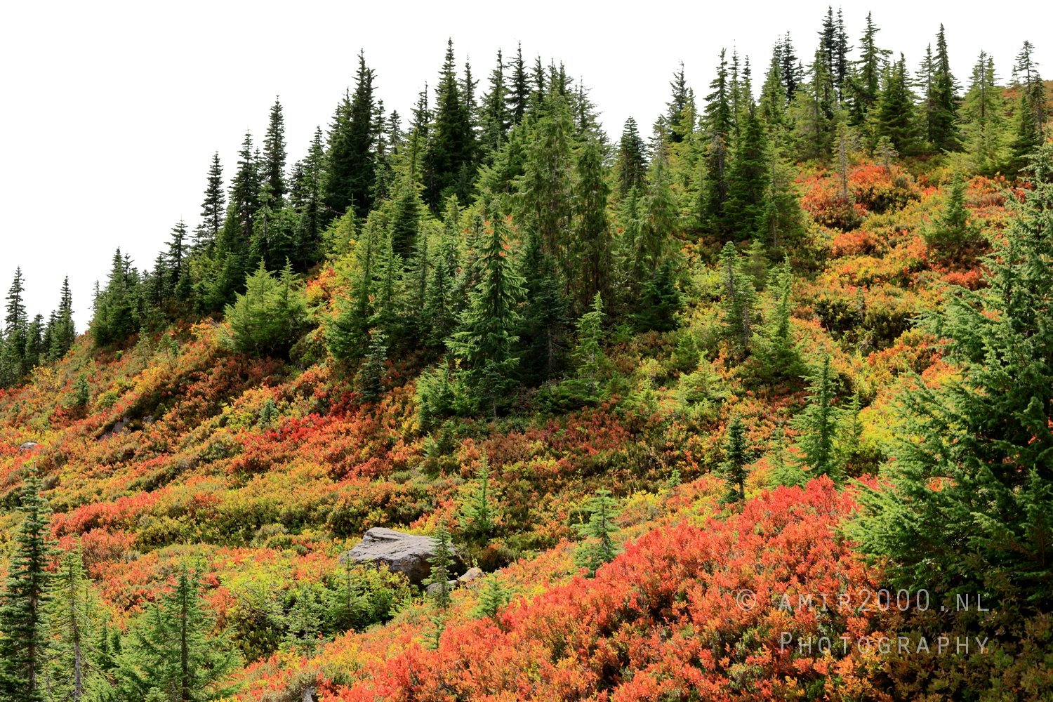 Mount Rainier National Park Washington USA landscape nature Photo 211