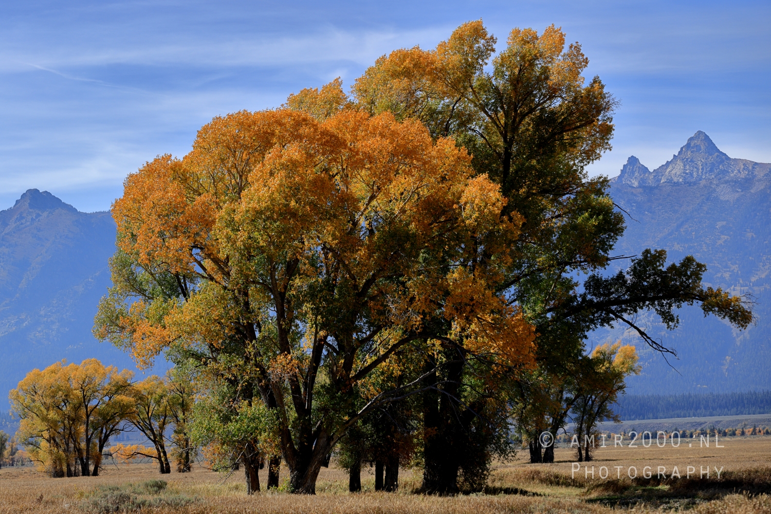 Golden cottonwoods in front of Teton peaks under clear blue sky, late season color