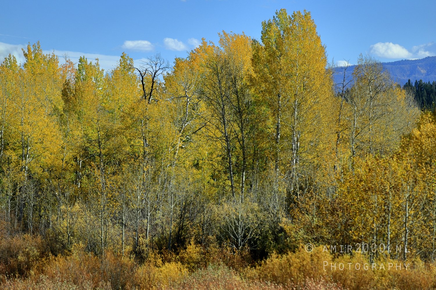 Jackson Lake Overlook Grand Teton Park and Yellowstone National Wyoming USA landscape nature in Yellowstone Grand Photo 120
