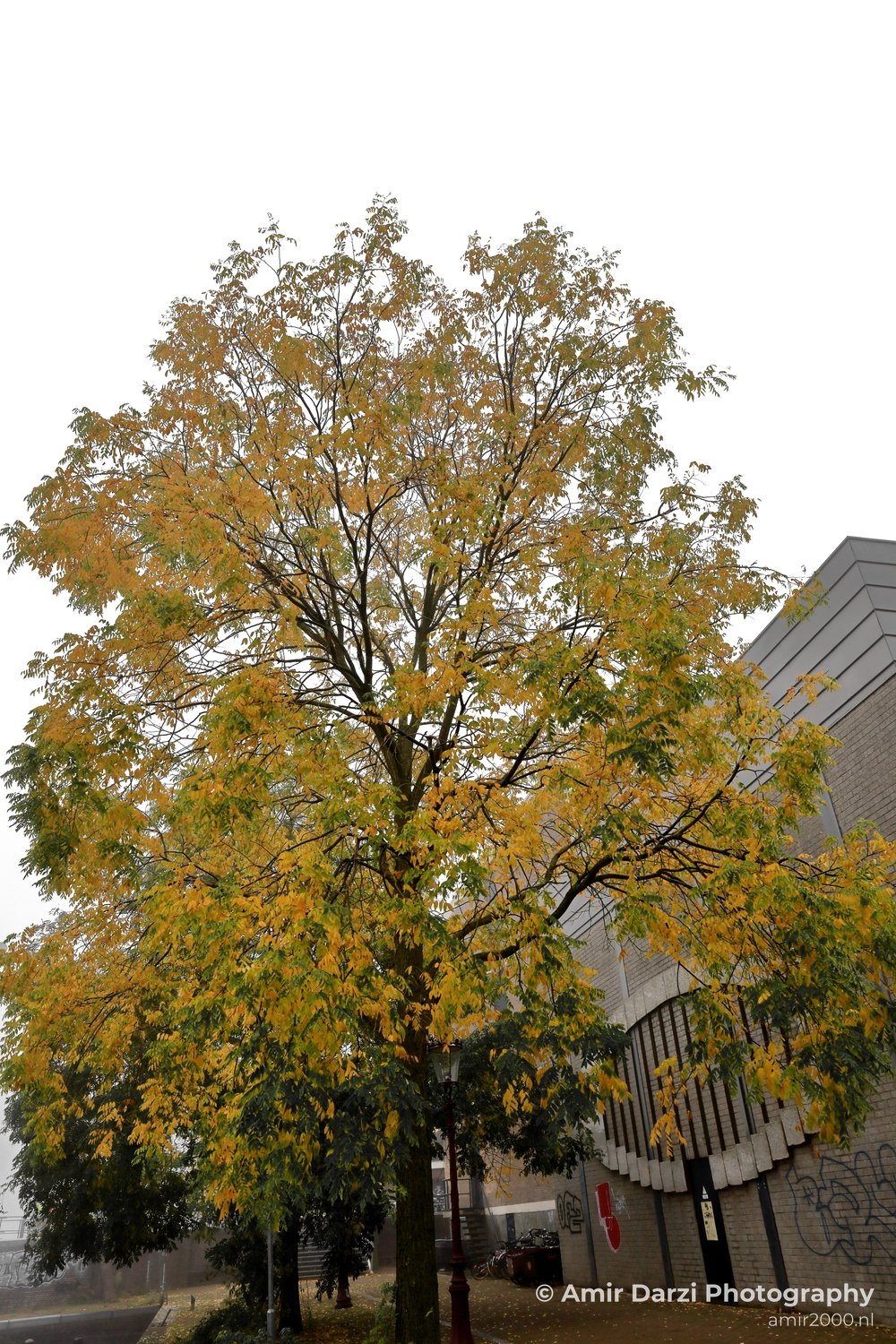 Hoogte Kadijk foggy tree Amsterdam fall Urban Street Cityscape Netherlands in Amsterdam Netherlands