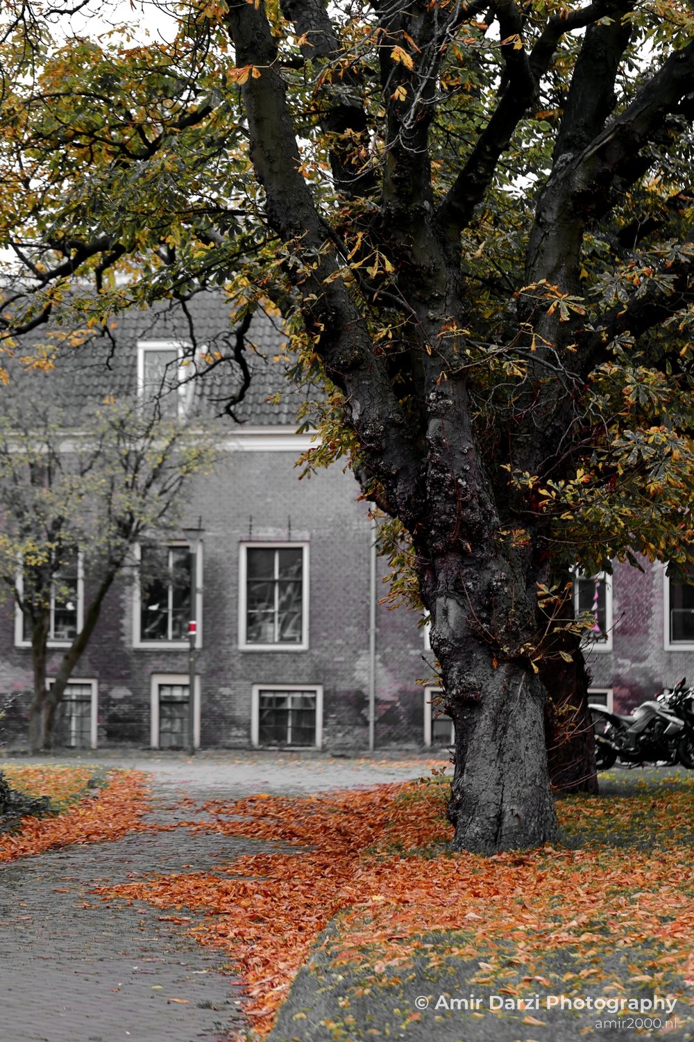 Marineterrein Autumn trees building backdrop Amsterdam fall Urban Street Cityscape Netherlands in Amsterdam Netherlands