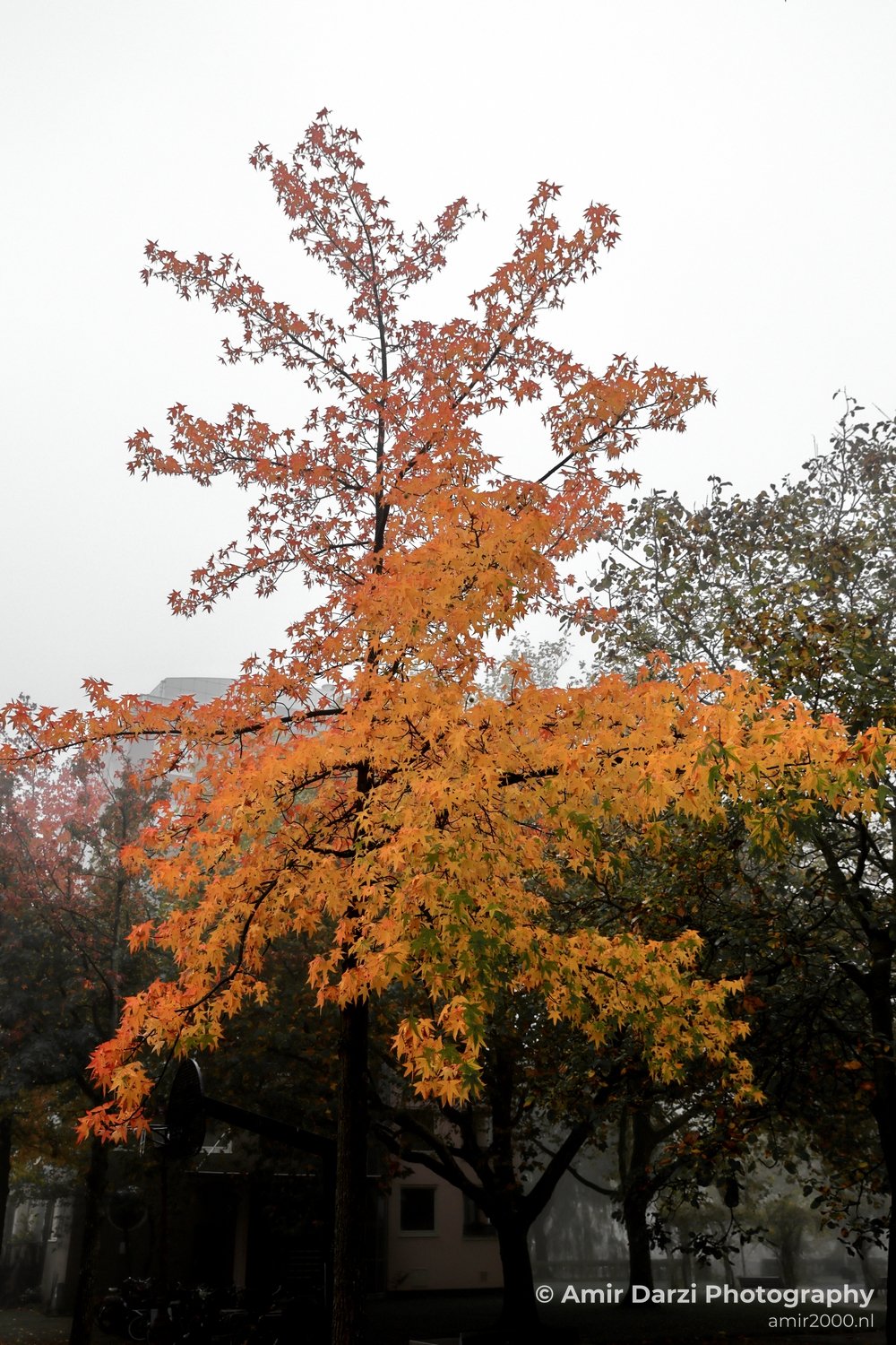 Sarphatistraat Autumn tree silhouette in fog Amsterdam fall Urban Street Cityscape Netherlands in Amsterdam Netherlands