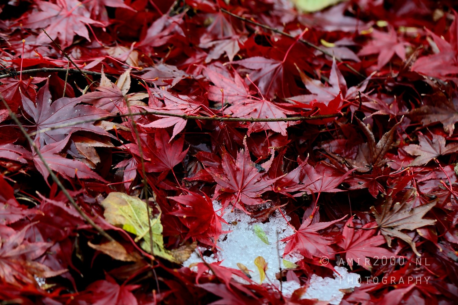Autumn Leaves On Ground Forest Scene Macro in Macro Photography