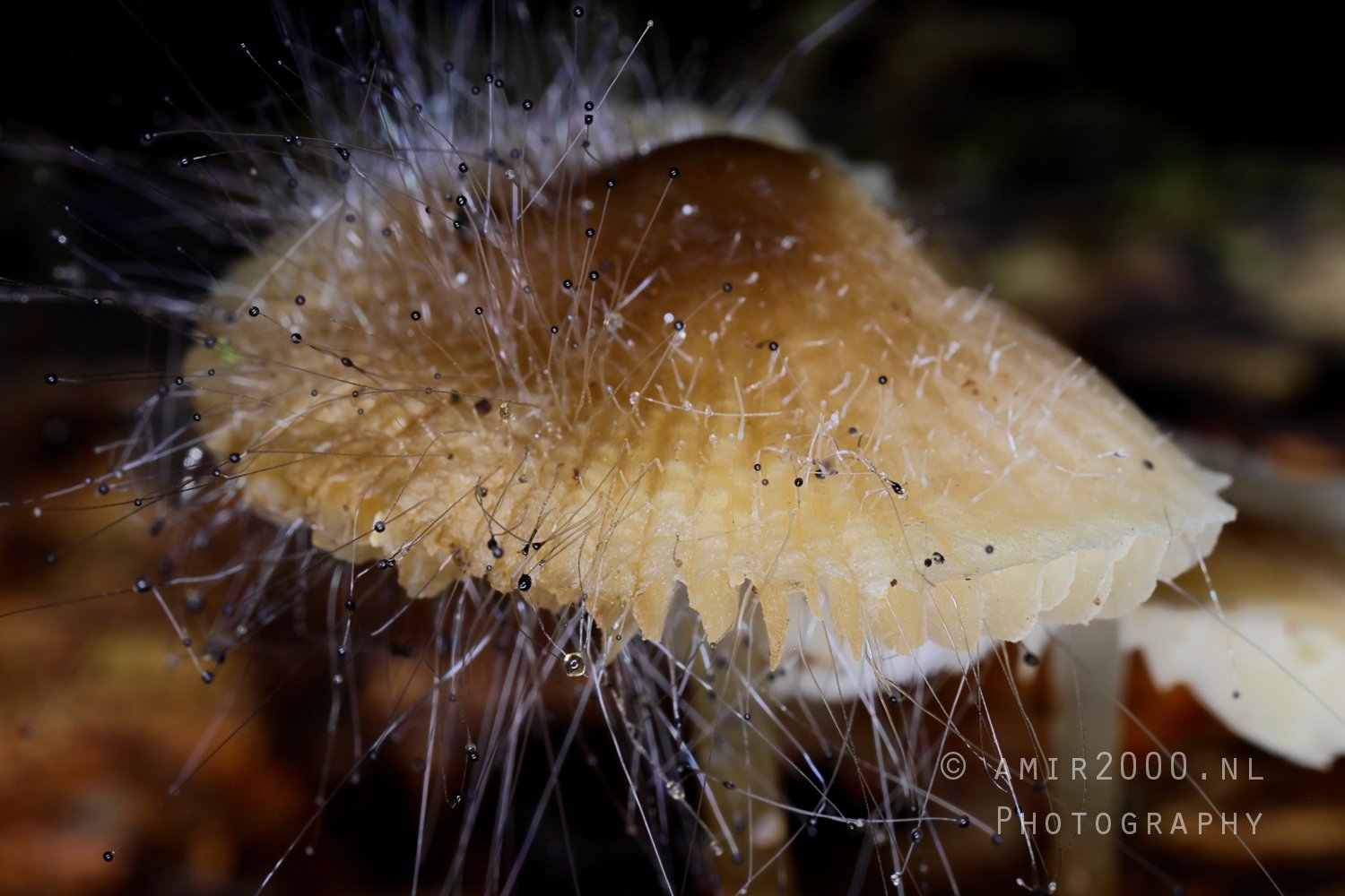 Close Up Mushroom with Hairlike Structures Macro in Macro Photography