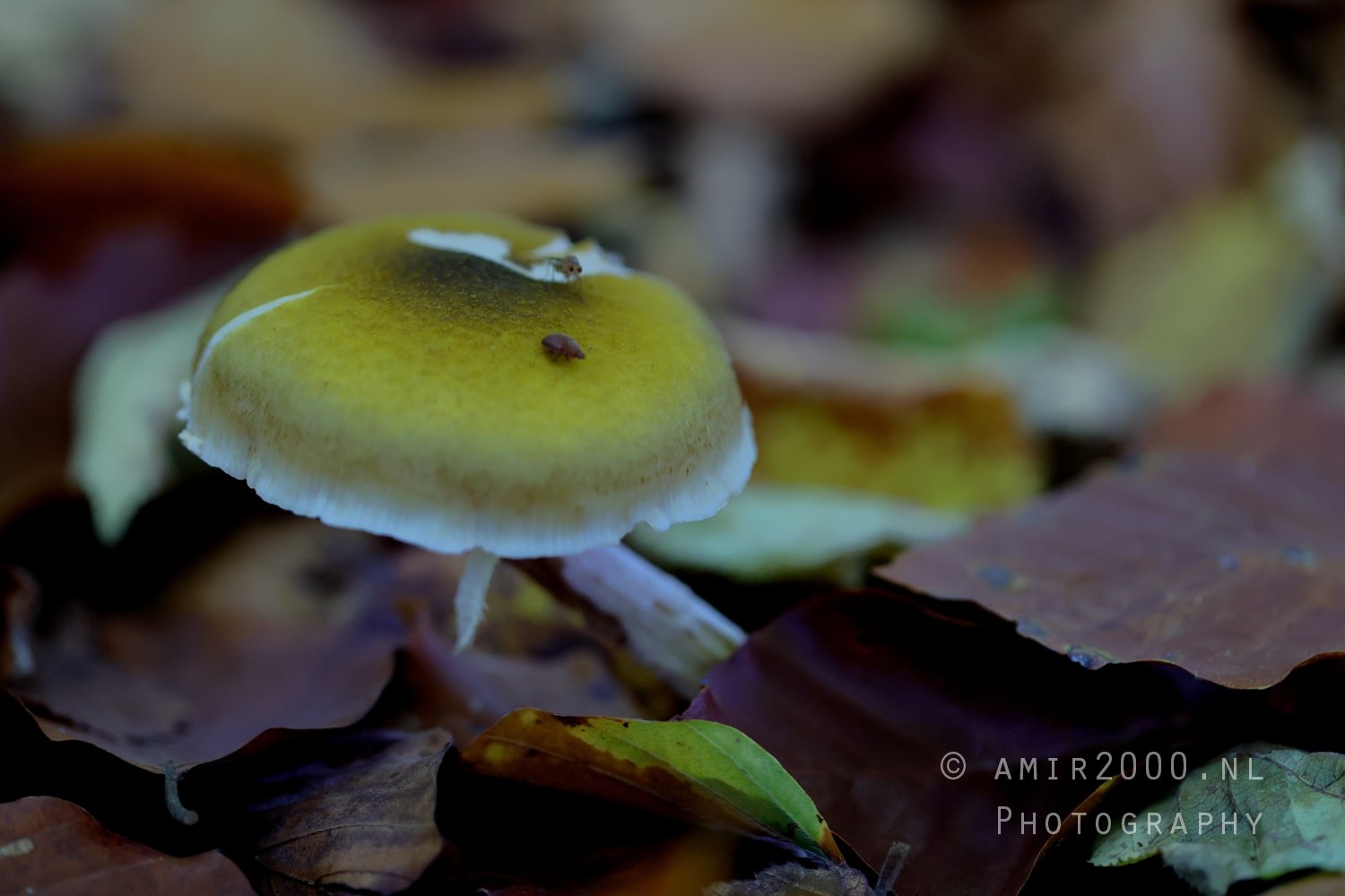 Close Up Of Underside Mushroom Gills Macro in Macro Photography