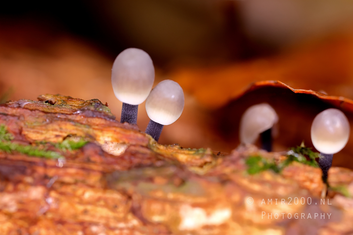Cluster_of_Translucent_Mushrooms_with_Vibrant_Background_Macro_Photography_001_Canon_EOS_R5_Mark_II.JPG