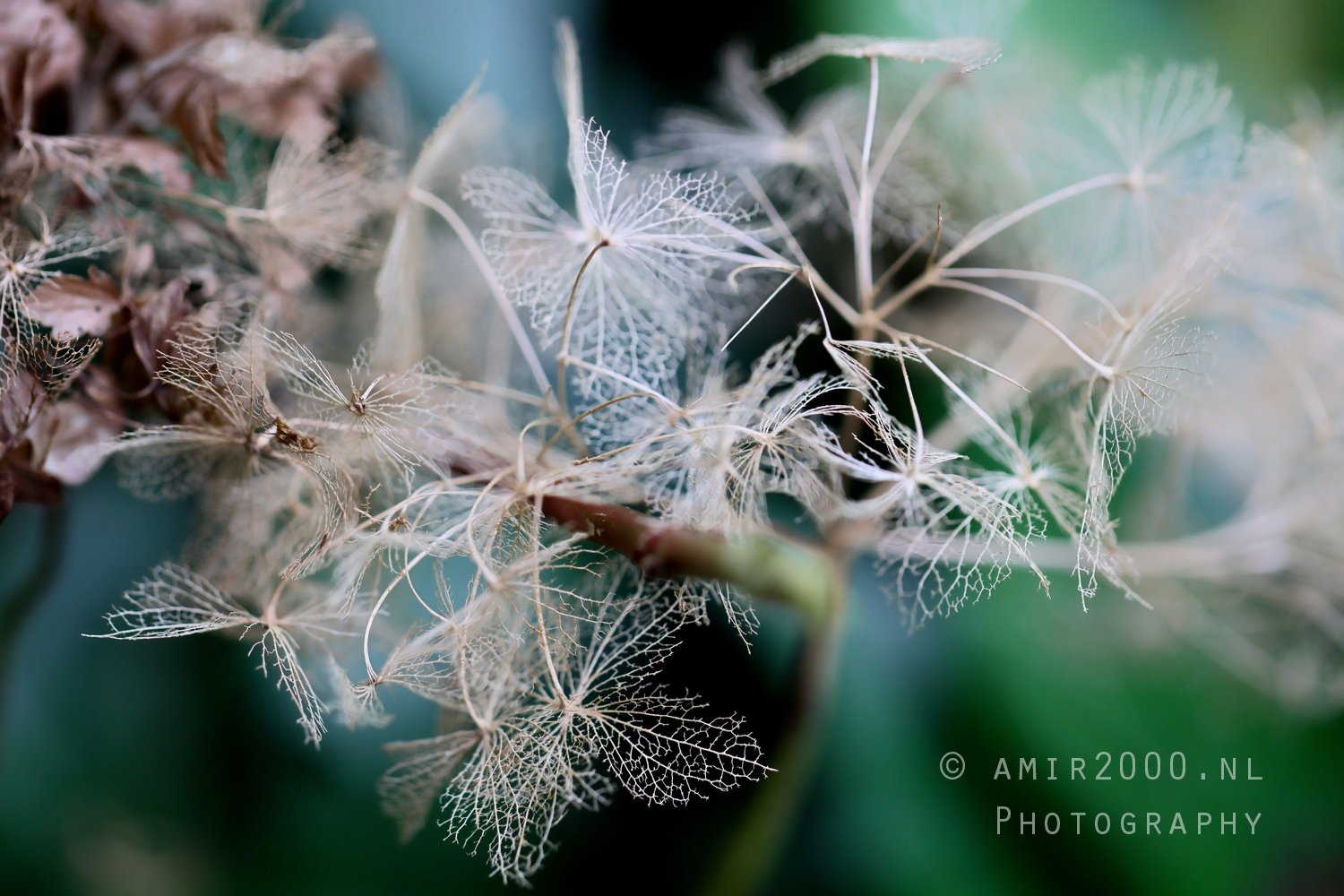 Decaying leaf Closeup Detailed Texture Macro in Macro Photography
