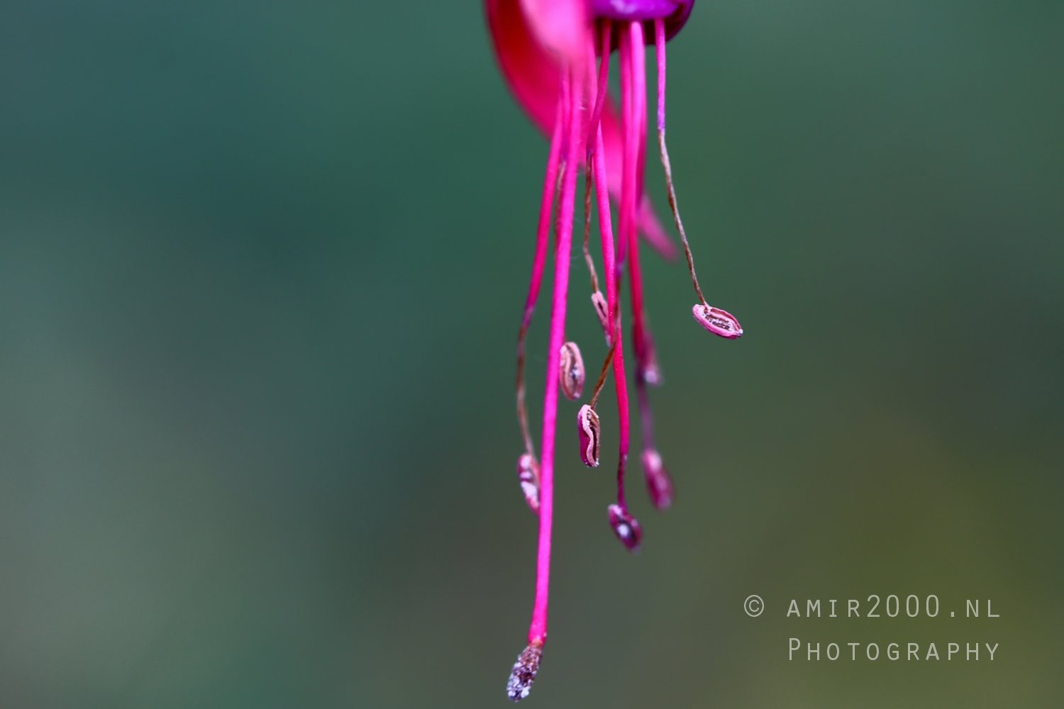 Flower With Pink Petals Closeup Macro in Macro Photography