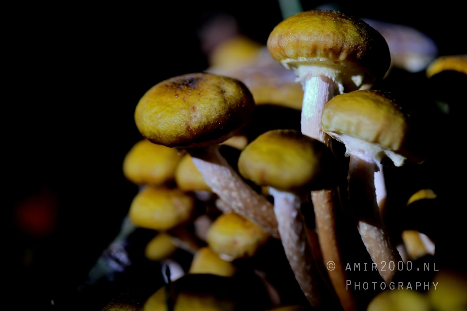 Group Of Mushrooms With Varying Caps Macro in Macro Photography