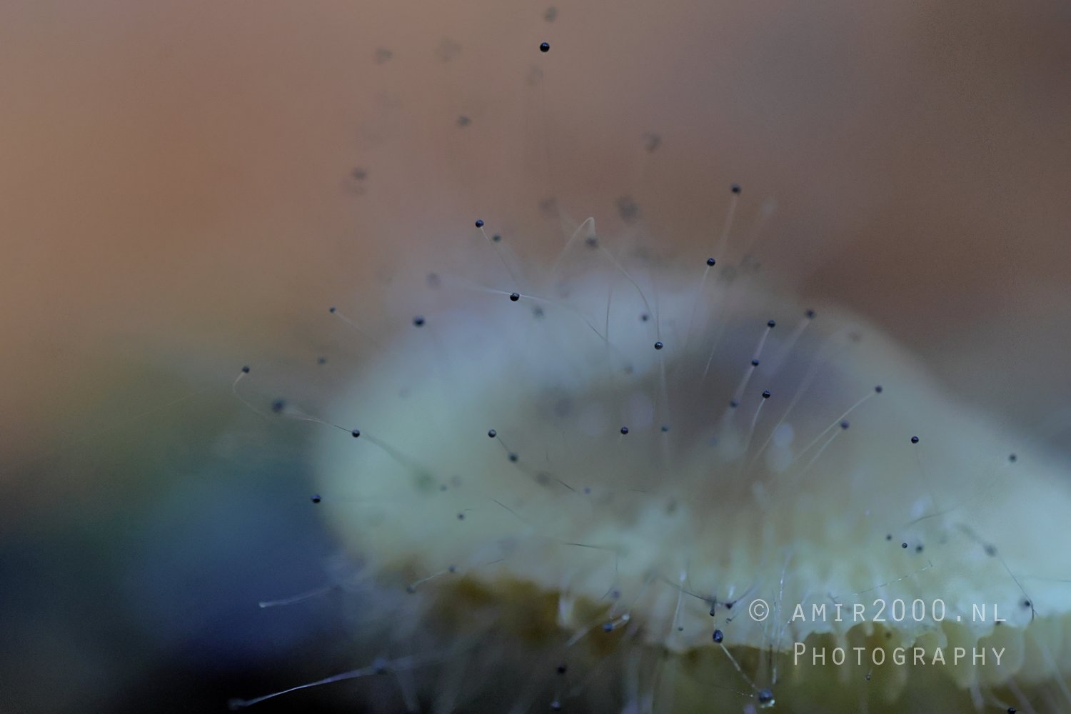 Mushroom with Hairlike Structures Close Up Macro in Macro Photography Photo 1