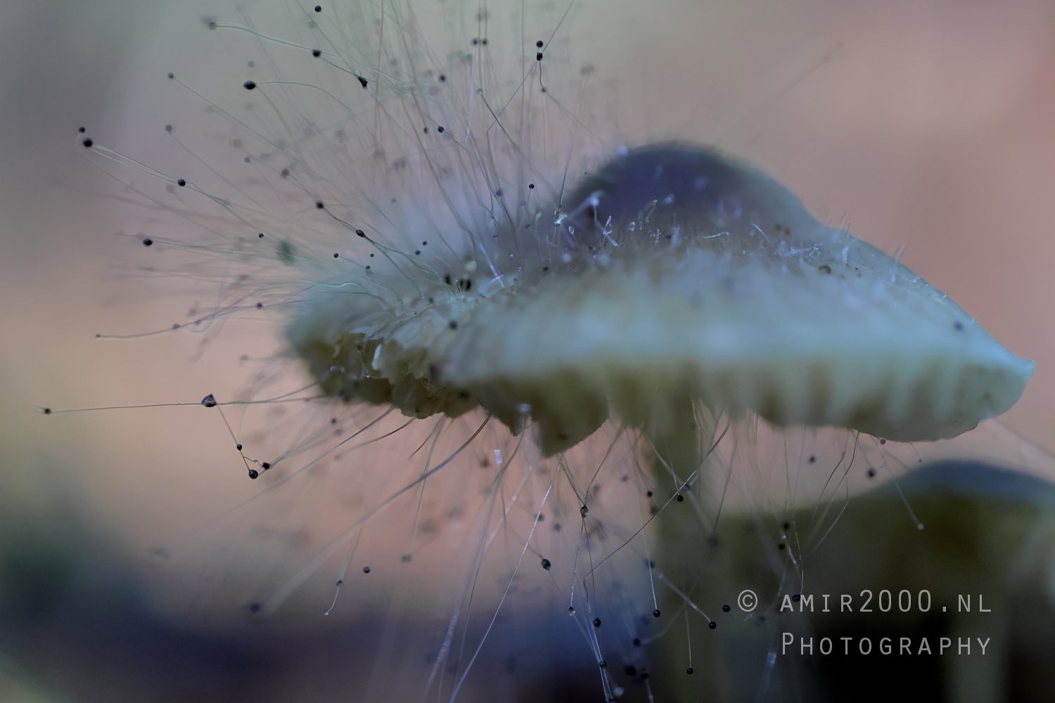 Mushroom with Hairlike Structures Macro in Macro Photography