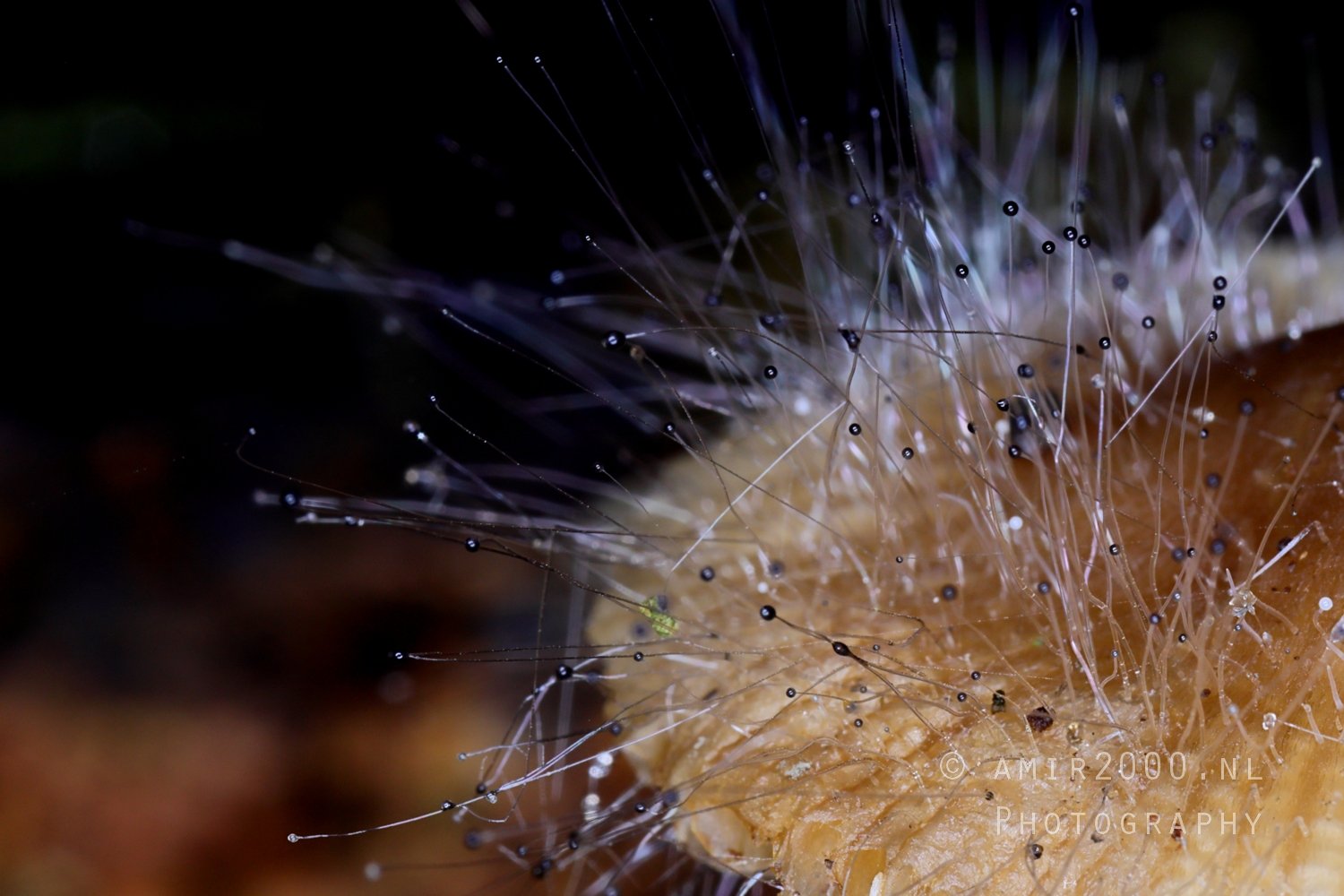 Mushroom with Spores or Hairlike Structures Macro in Macro Photography