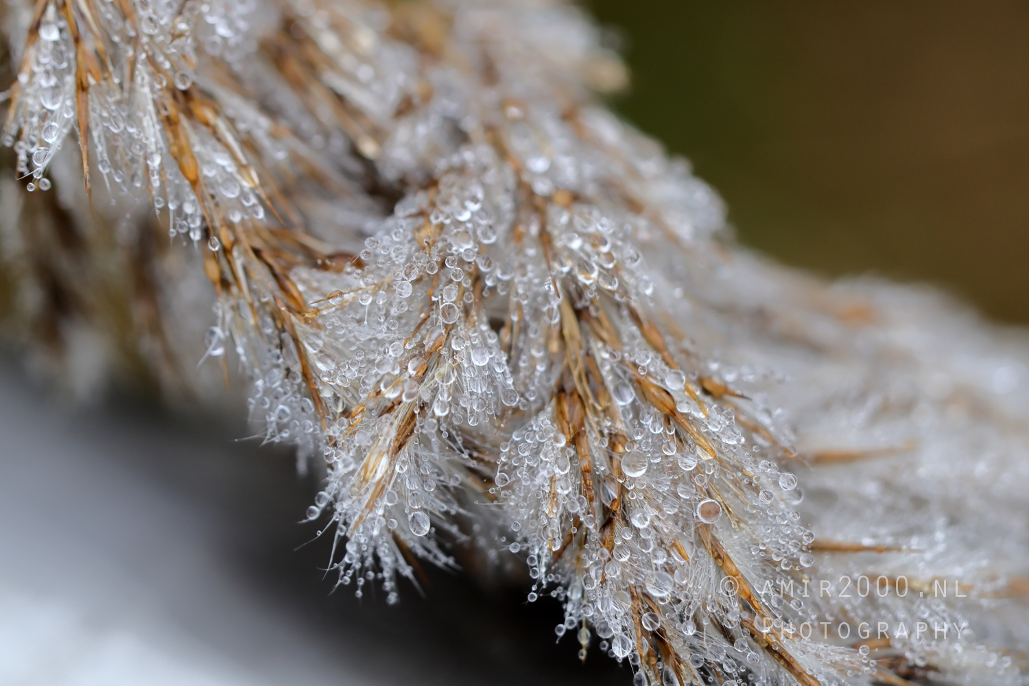 Rain_Water_Droplets_plant_Closeup_Winter_Macro_Photography_001_Canon_EOS_R5_Mark_II.JPG