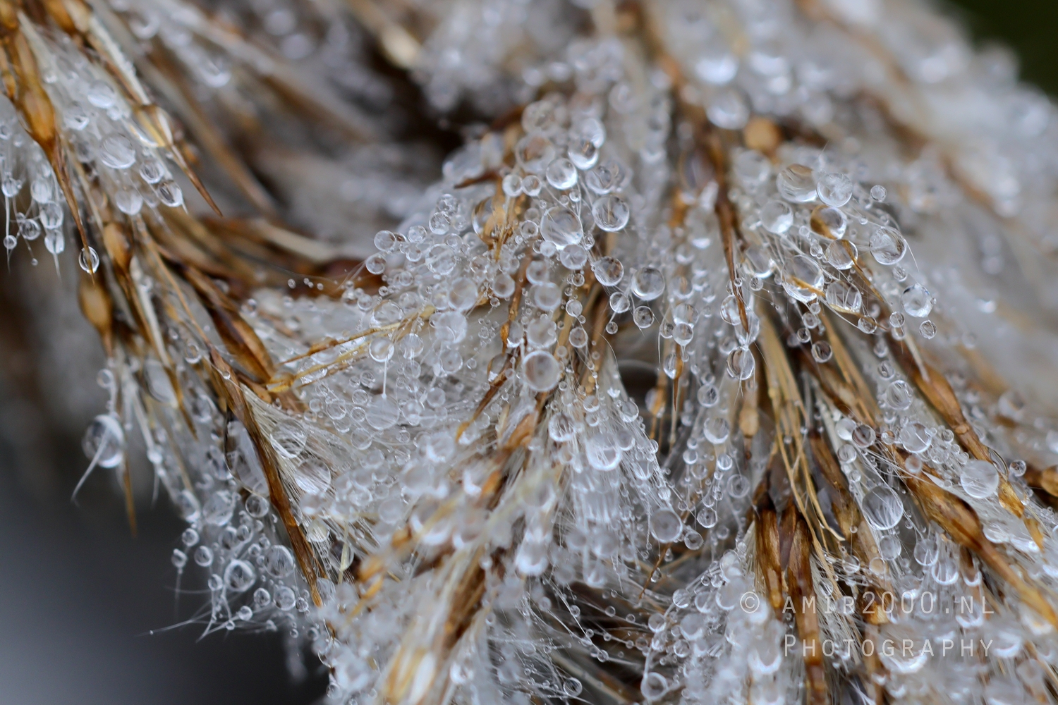 Macro water droplets side view