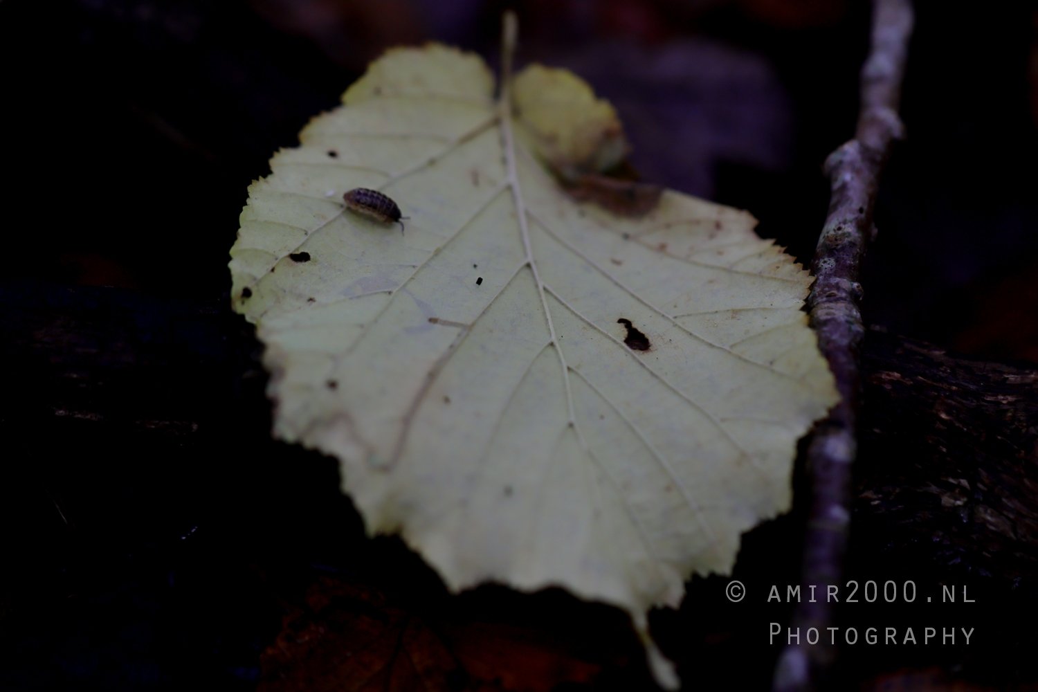 Single Leaf Dark Background Macro in Macro Photography