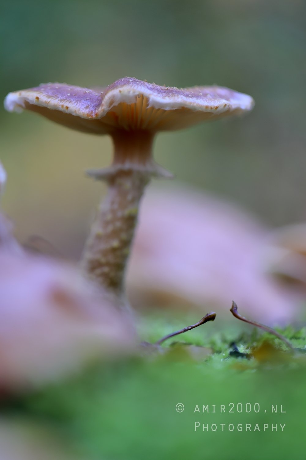 Single Mushroom With Brown Cap Macro in Macro Photography