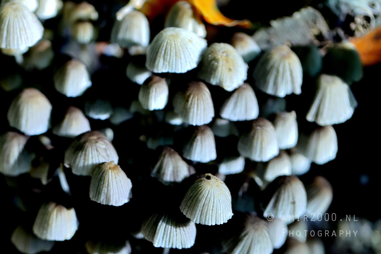 Small White Mushroom Cluster Macro in Macro Photography