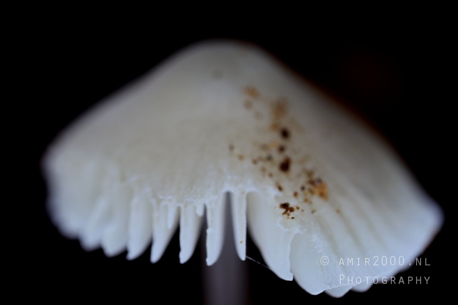 White cap Mushroom With Underside Gills Macro in Macro Photography