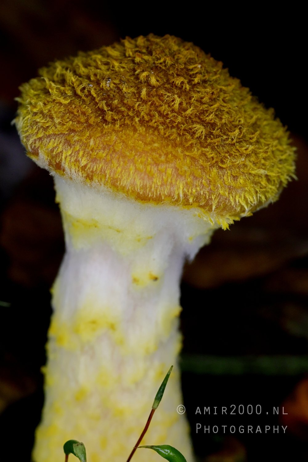 Yellow Mushroom With Textured Cap Macro in Macro Photography