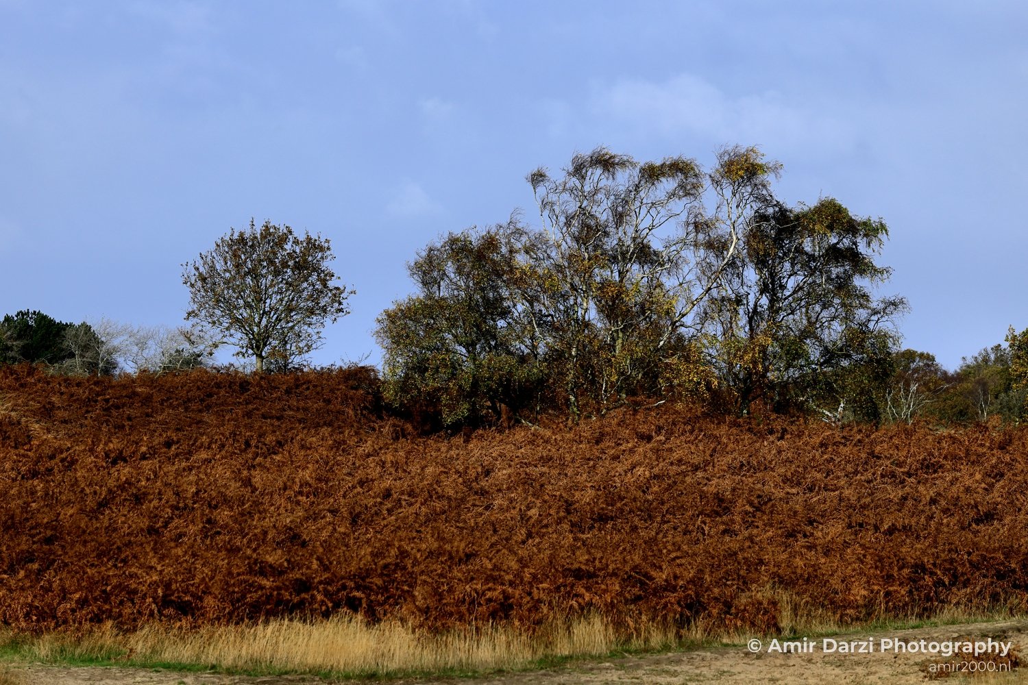 Amsterdamse Waterleidingduinen Fall scenery Nature Landscape Amsterdam Netherlands Photo 1