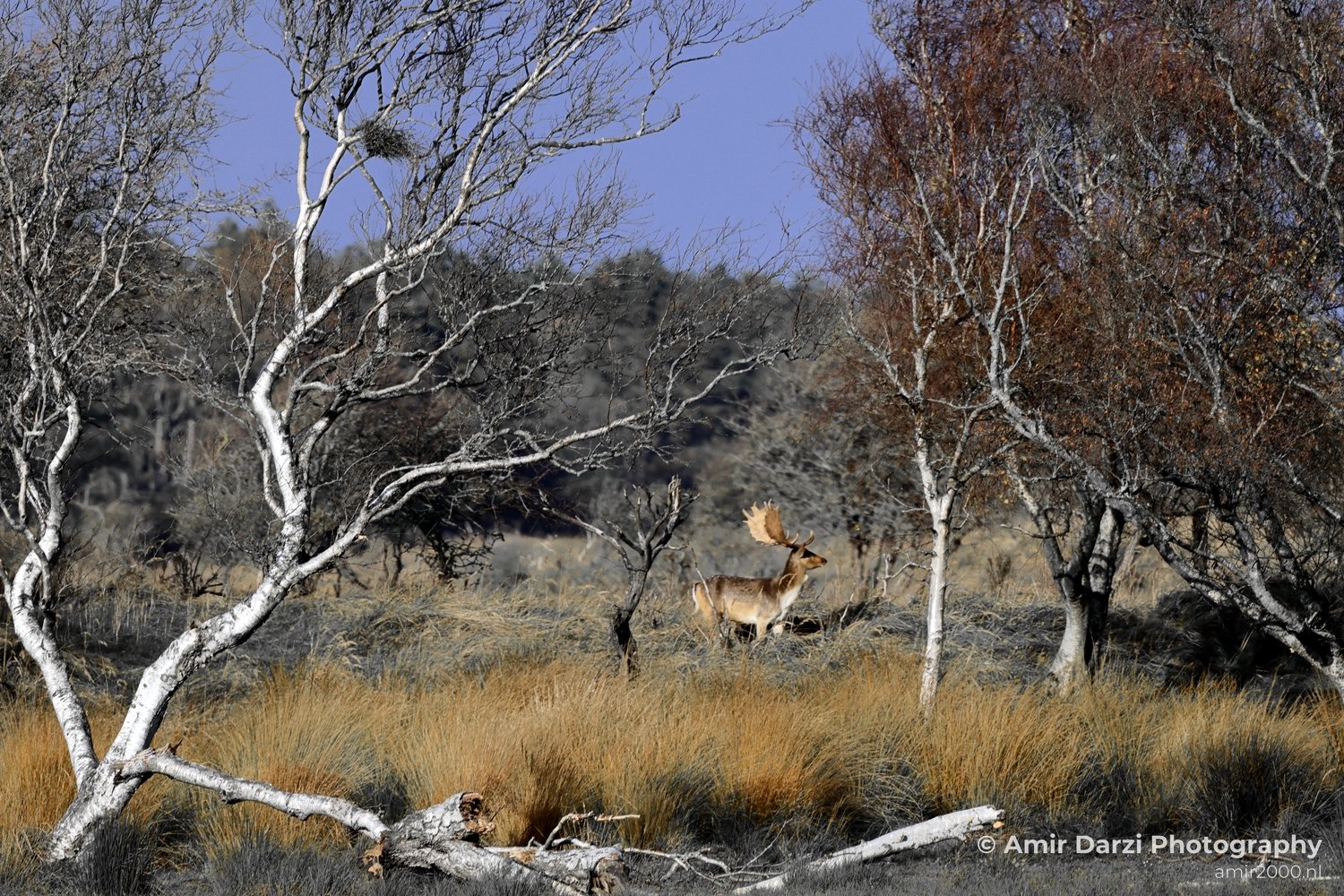 Amsterdamse Waterleidingduinen Fall scenery Nature Landscape Amsterdam Netherlands Photo 5