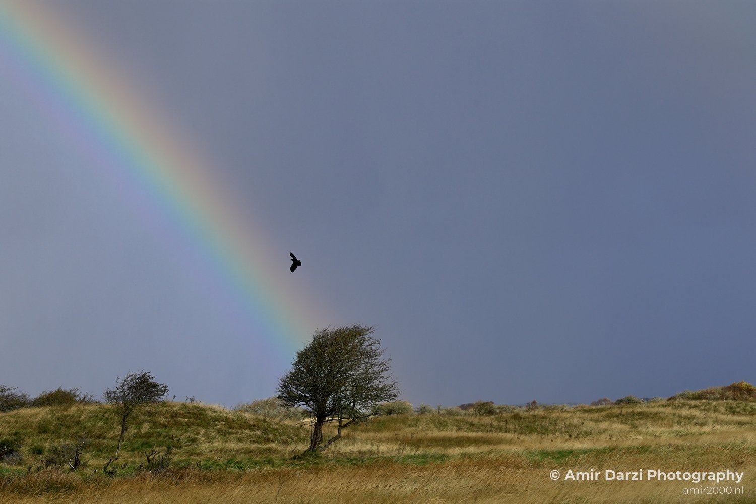 Amsterdamse Waterleidingduinen Fall scenery Nature Landscape Amsterdam Netherlands Photo 9