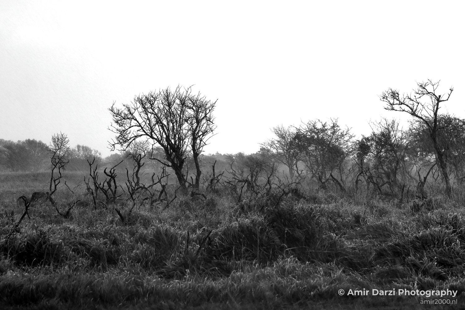 Amsterdamse Waterleidingduinen Fall scenery Nature Landscape Amsterdam Netherlands Photo 10