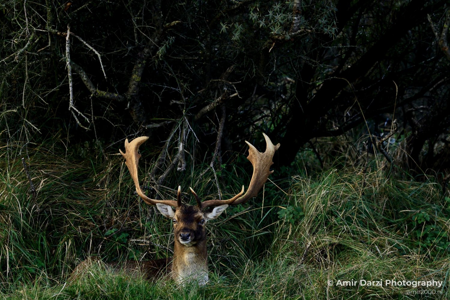 Deer Hertachtigen Amsterdamse Waterleidingduinen Fall scenery Nature Landscape Amsterdam Netherlands Photo 8