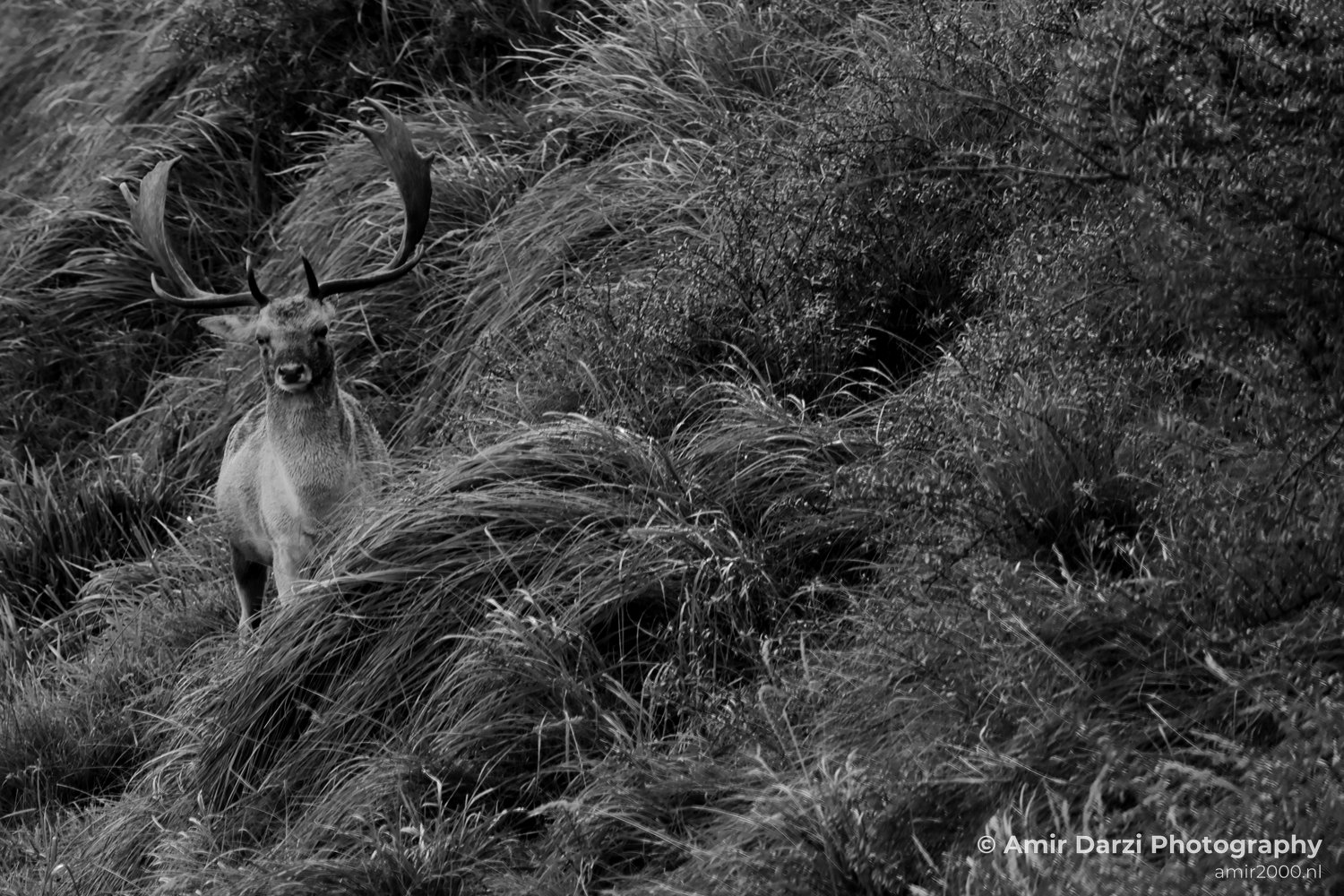 Deer Hertachtigen Amsterdamse Waterleidingduinen Fall scenery Nature Landscape Amsterdam Netherlands Photo 16