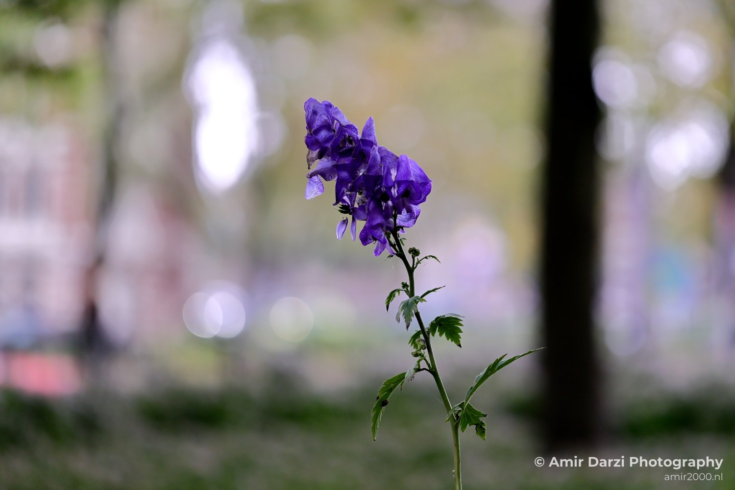 European monkshood purple flower Alexanderplein Amsterdam background Nature Landscape Netherlands in Amsterdam Netherlands Photo 1