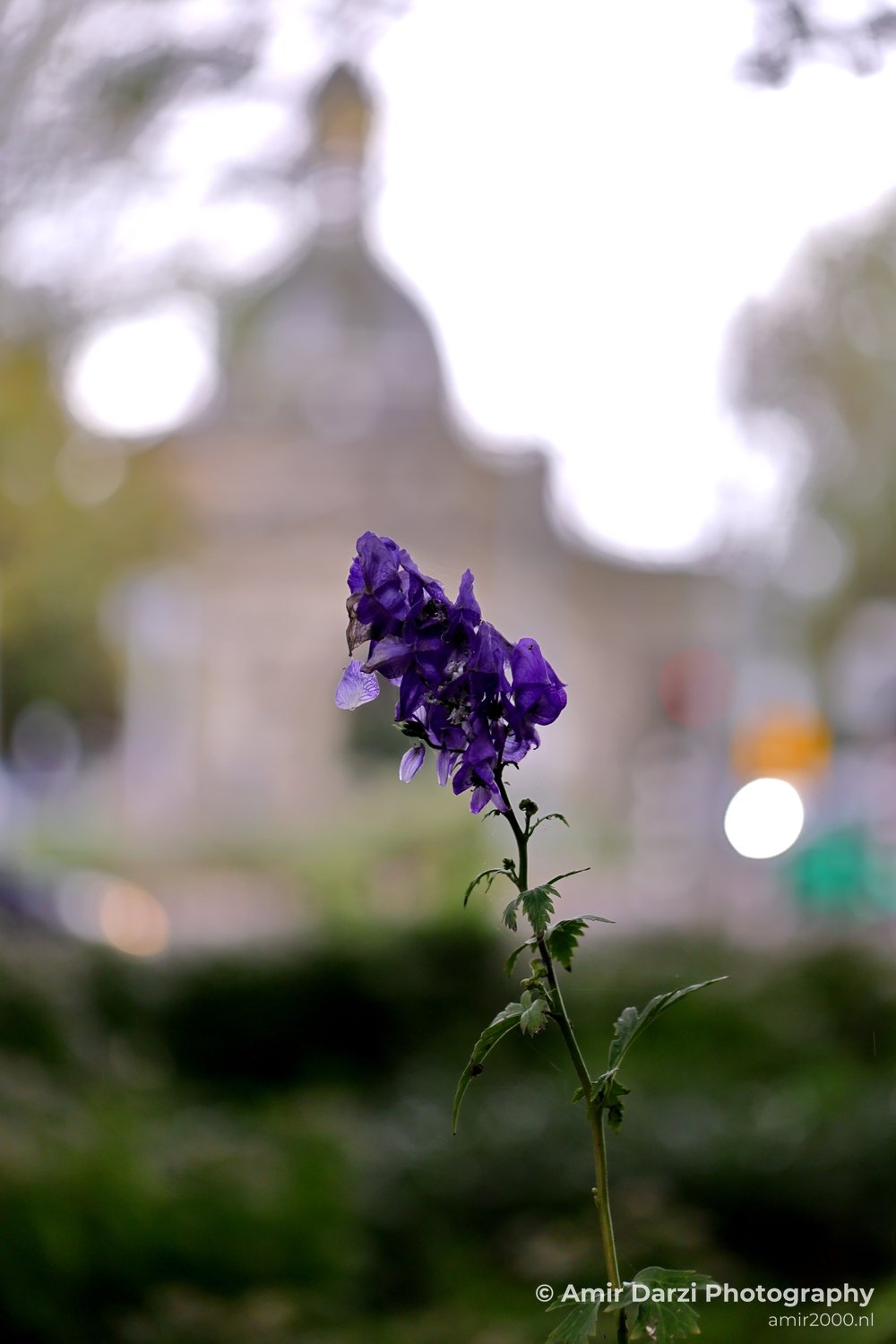 European monkshood purple flower Alexanderplein Amsterdam background Nature Landscape Netherlands in Amsterdam Netherlands Photo 2