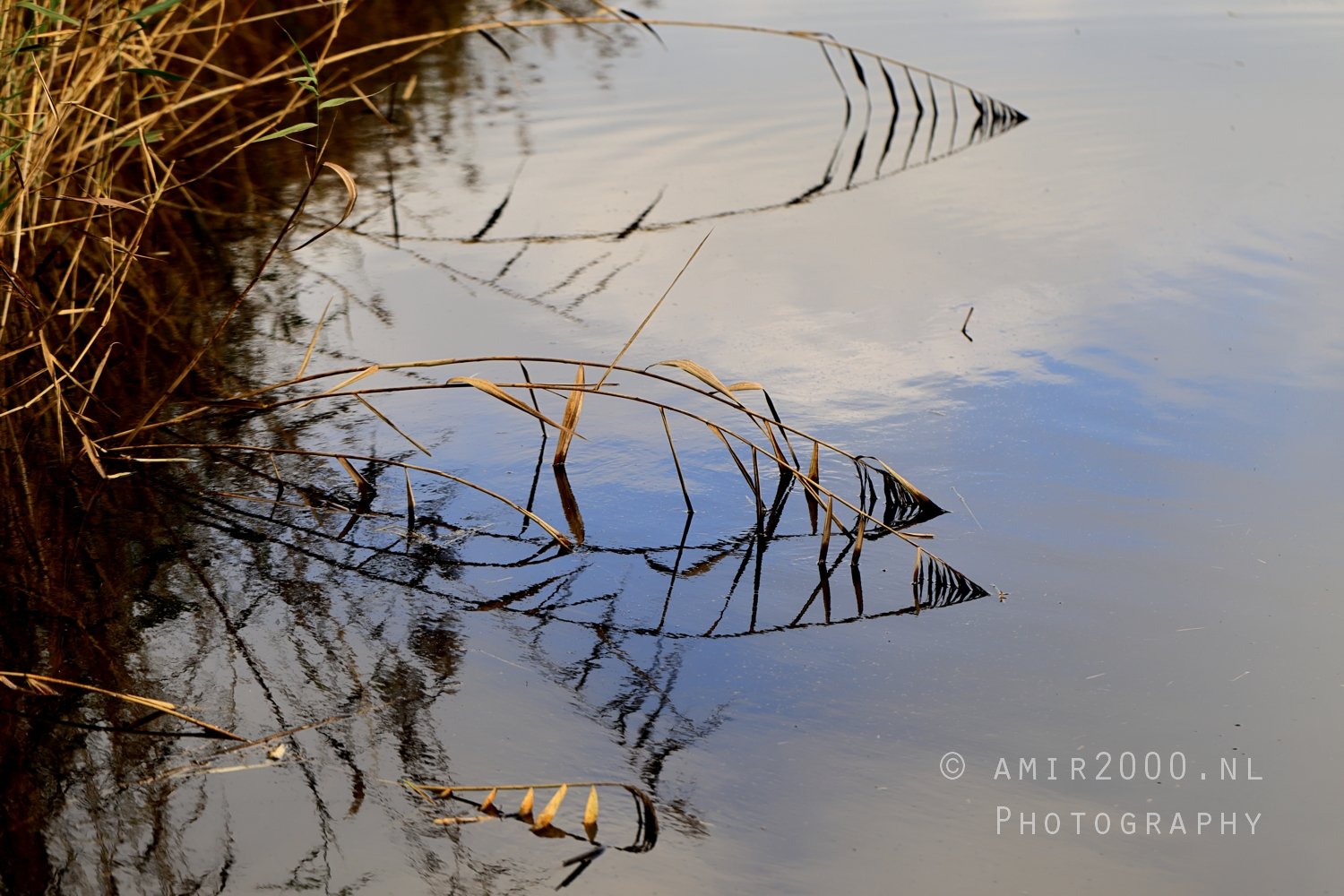 Fall Autumn scenery Dutch Nature Landscape in Nature Landscape Netherlands Photo 9