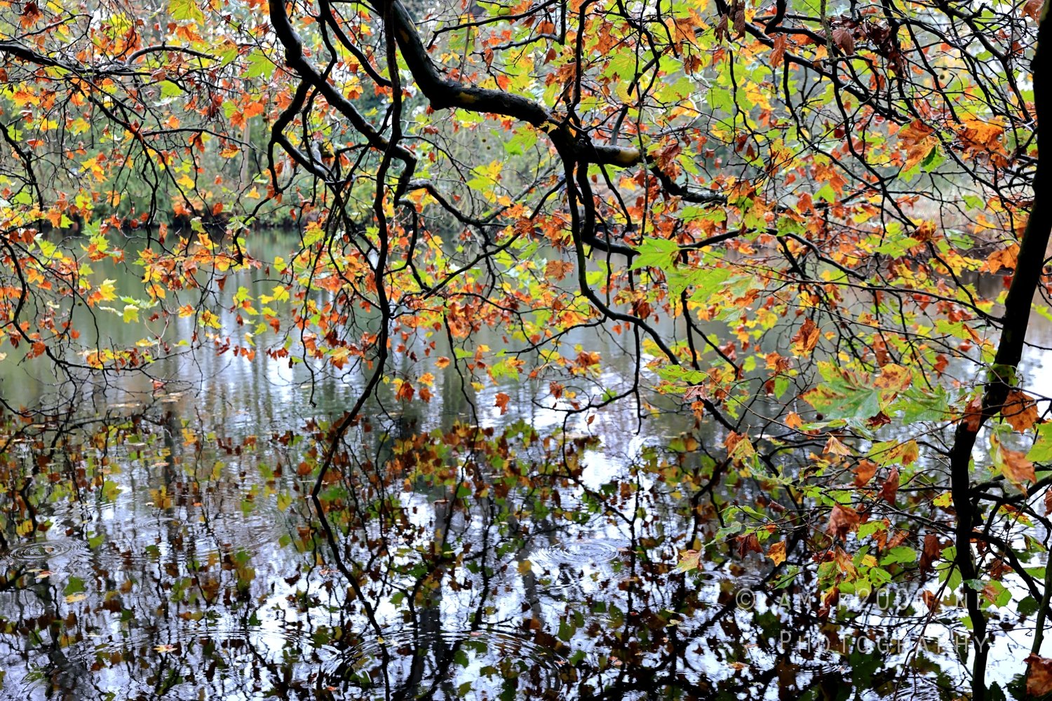 Fall Autumn scenery Dutch Nature Landscape in Nature Landscape Netherlands Photo 11
