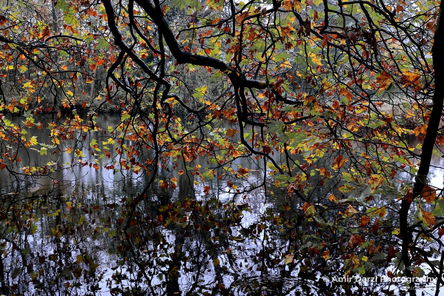 Fall Autumn scenery Dutch Nature Landscape in Nature Landscape Netherlands Photo 12