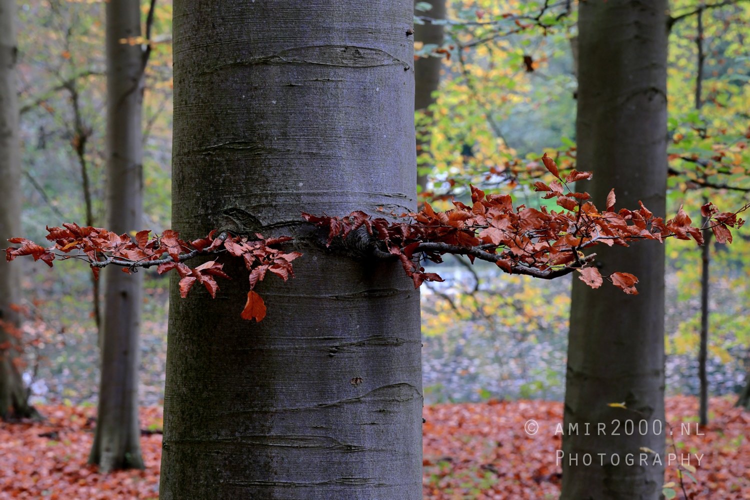 Fall Autumn scenery Dutch Nature Landscape in Nature Landscape Netherlands Photo 15