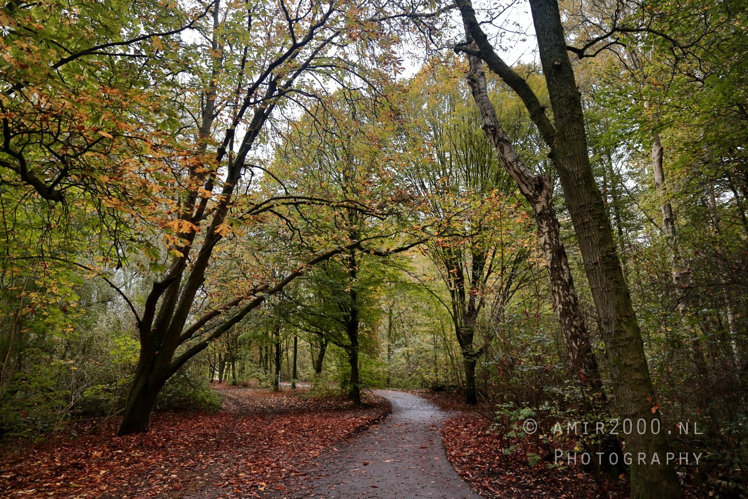 Fall Autumn scenery Dutch Nature Landscape in Nature Landscape Netherlands Photo 16