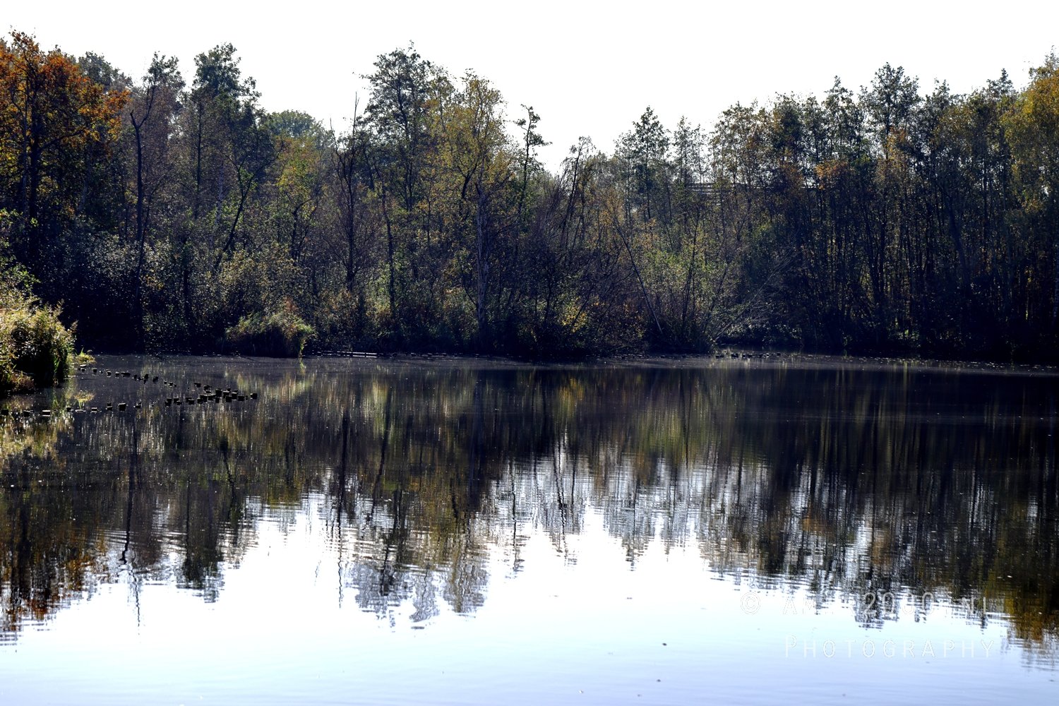 Forest With Lake And Reflections Landscape in Nature Landscape Netherlands
